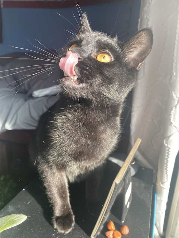 Photo of Lucifer #image