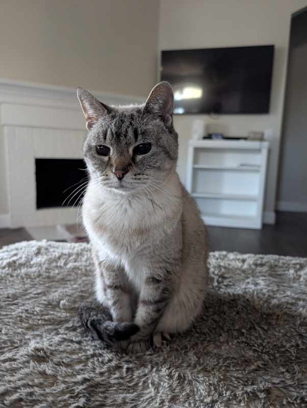 Photo of Snowball #image
