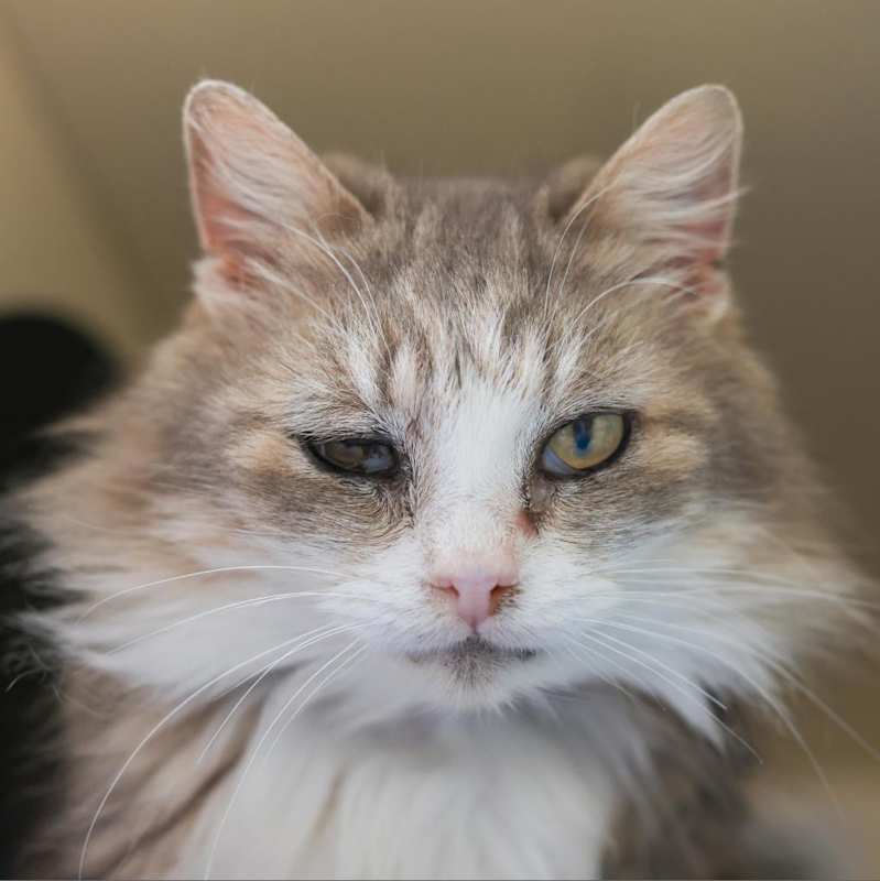 Photo of Blanche #image