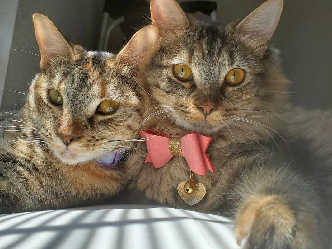 Photo of Tera & Nora #image