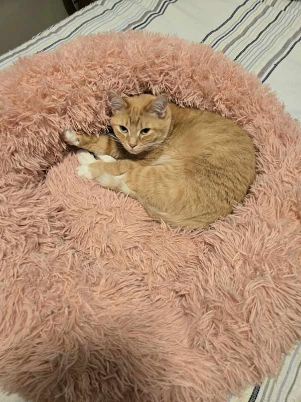 Photo of Luna #image