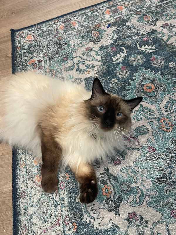 Photo of Lady Dumpling #image