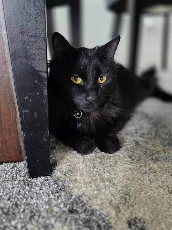 Photo of Binx #image