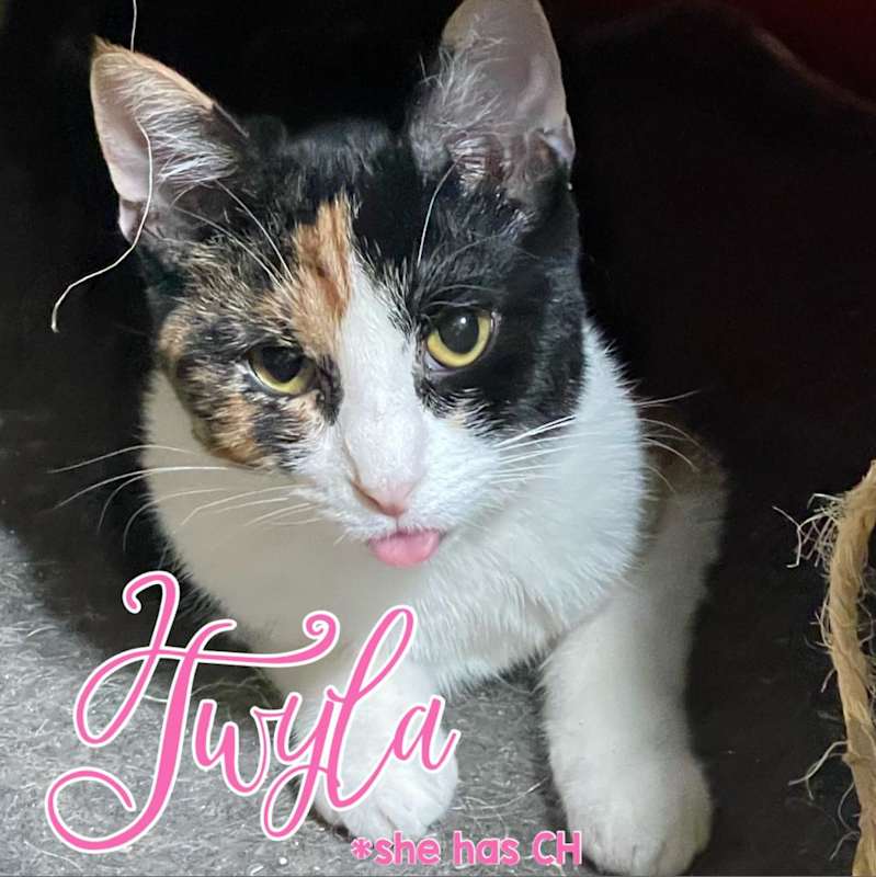 Photo of Twyla #image