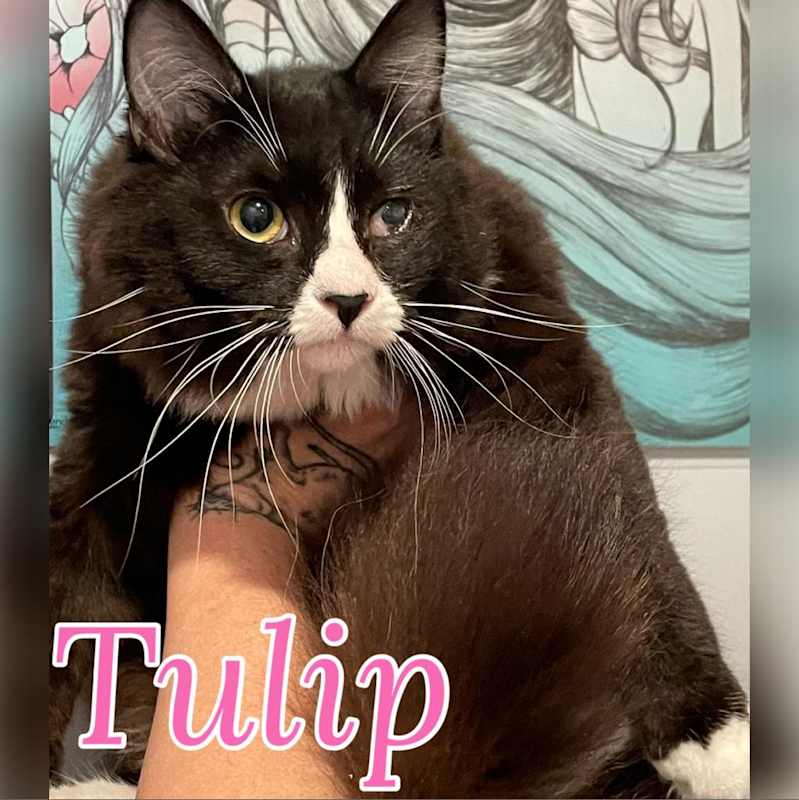 Photo of Tulip #image