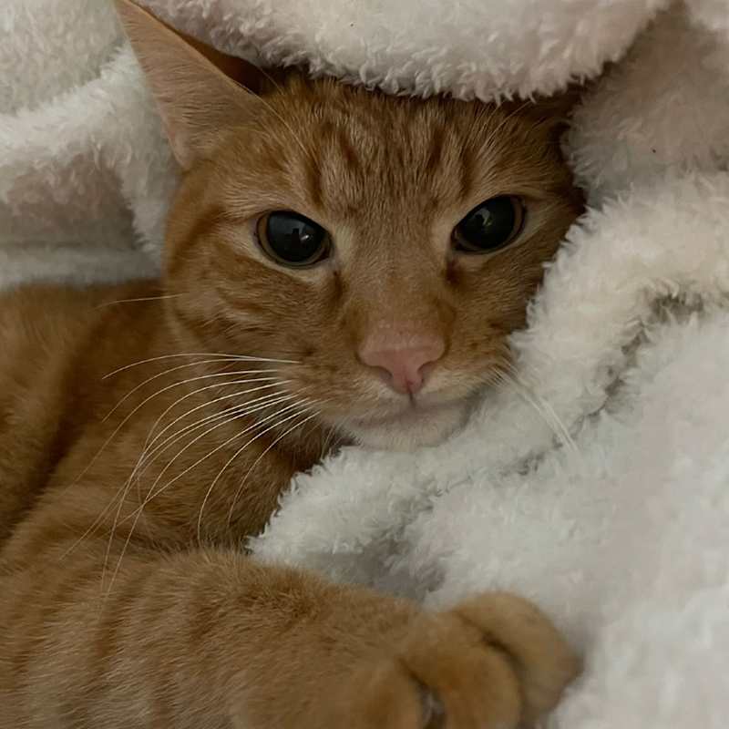 Photo of Puff #image