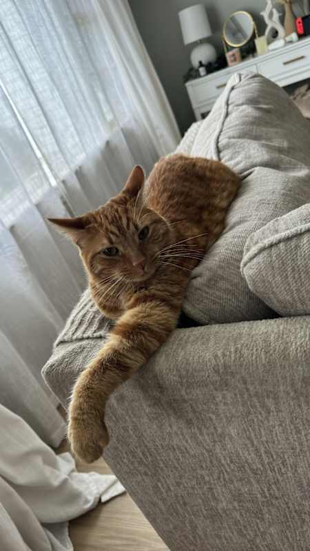 Photo of Finn #image
