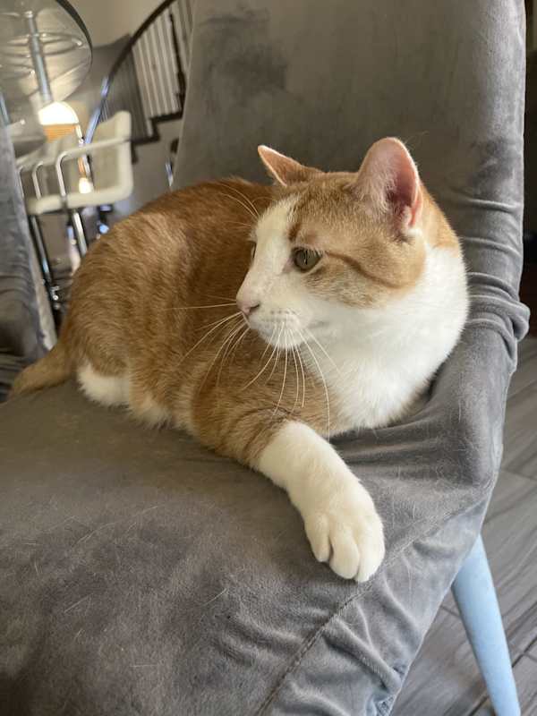 Photo of Chico #image
