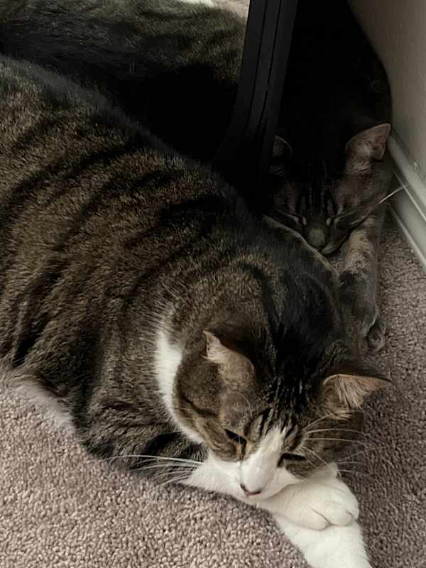 Photo of Jack & Asher (Bonded Pair) #image
