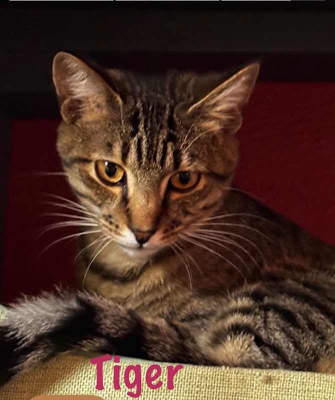 Photo of Tiger #image