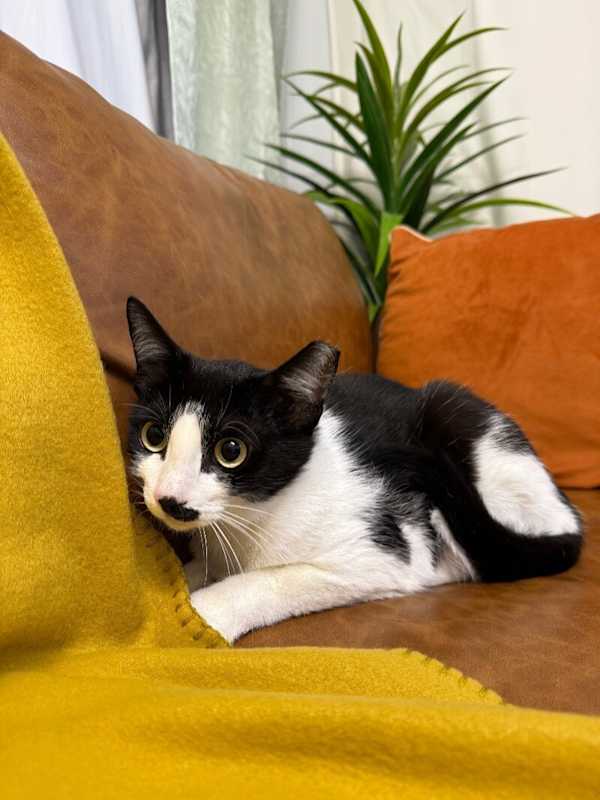 Photo of Kit Kat #image