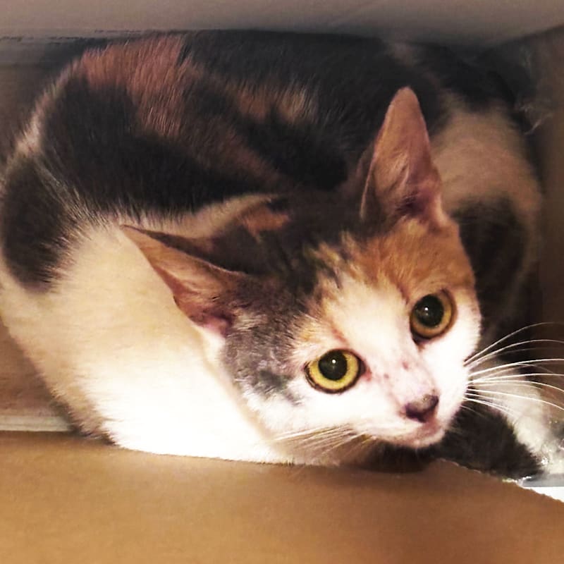 Photo of Elphie #image
