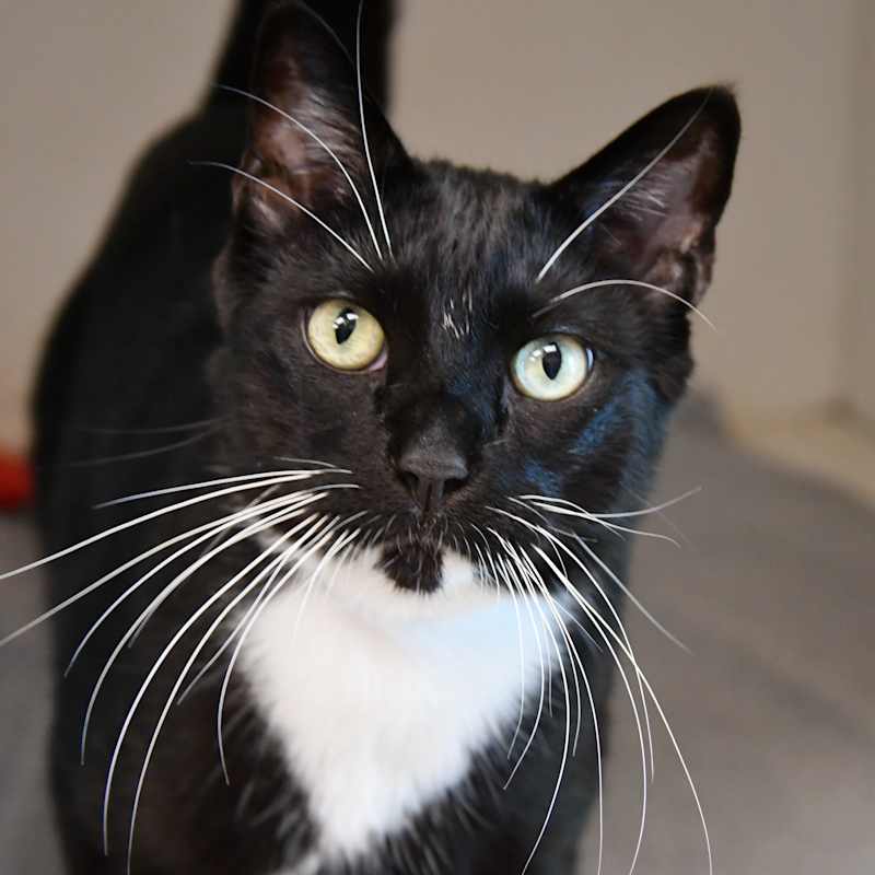 Photo of Boomer #image