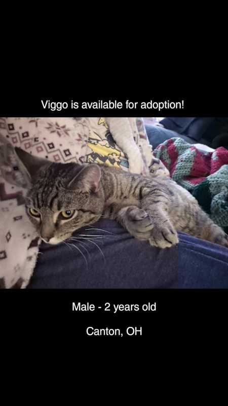 Photo of Viggo #image