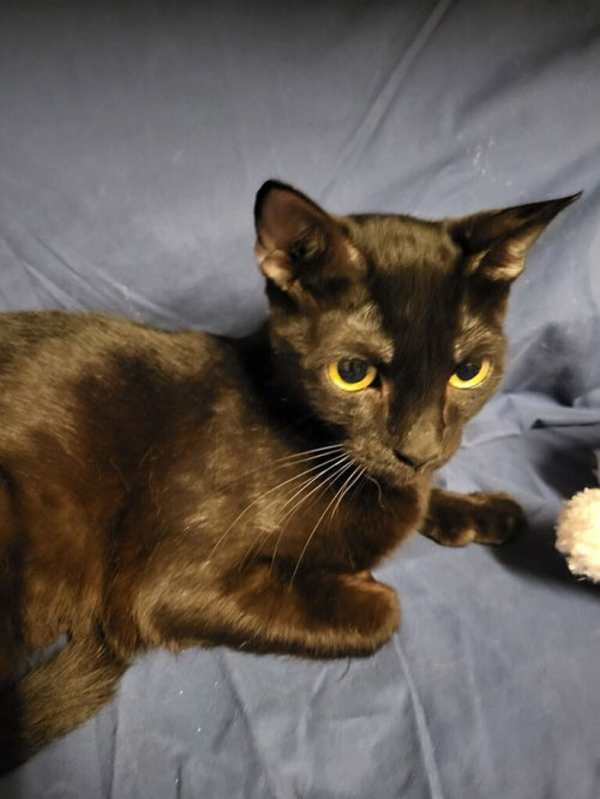 Photo of Princess Gate the Polydactyl Sweetie #image