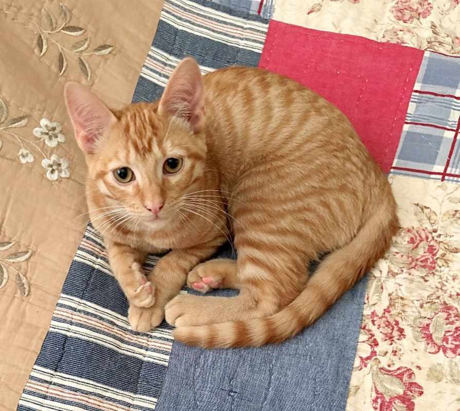 Photo of Kitty #image