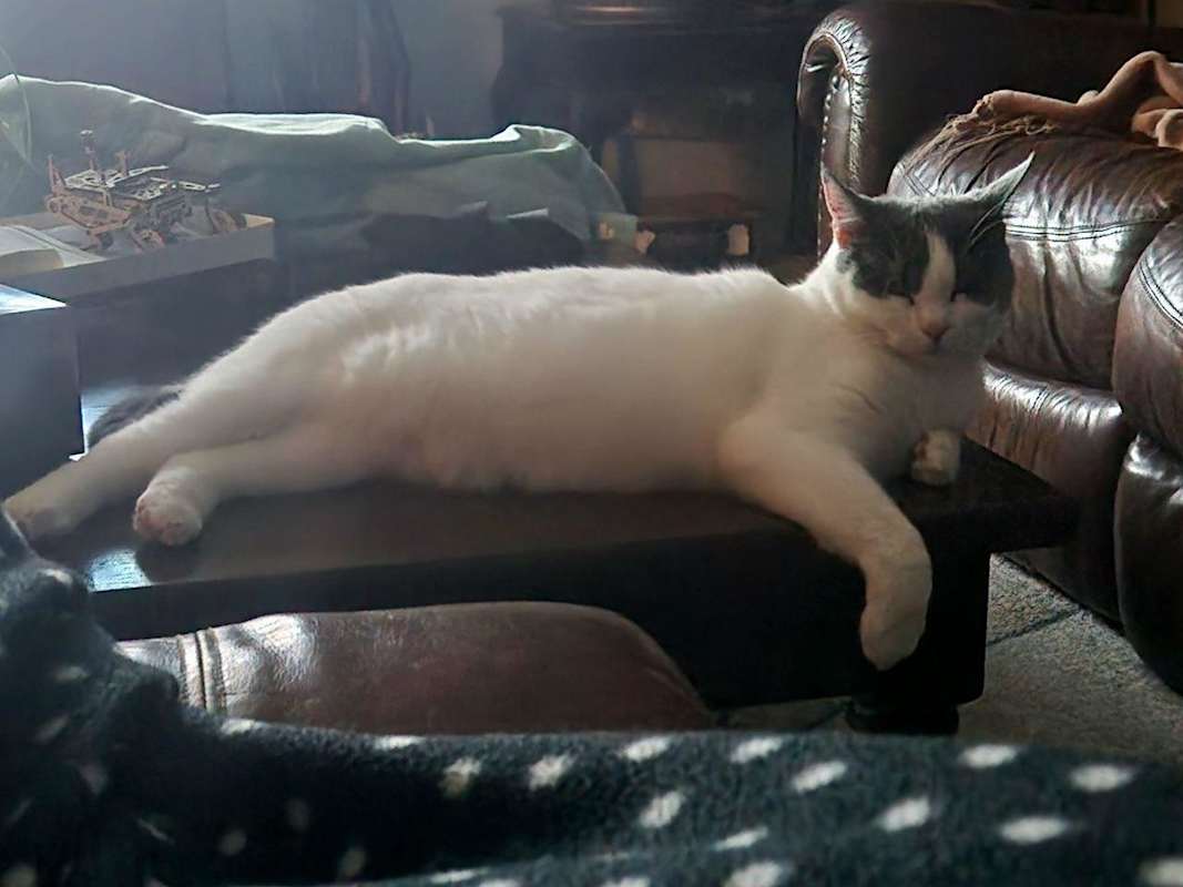 Photo of Luna #image