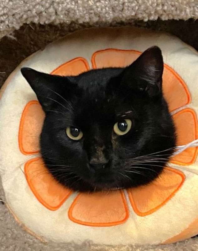 Photo of Toothless #image