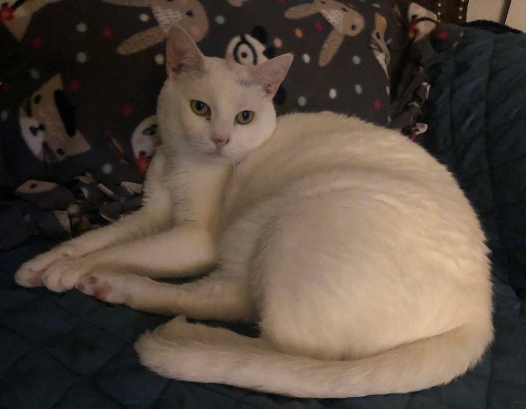 Photo of Snuffles AKA Alaska #image