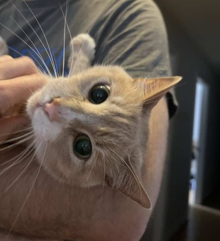 Photo of Simba Kitty #image