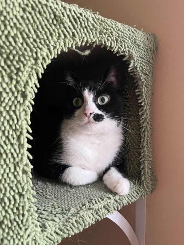 Photo of His Majesty Grand Duke Mortimer Von Tuxington Must #image