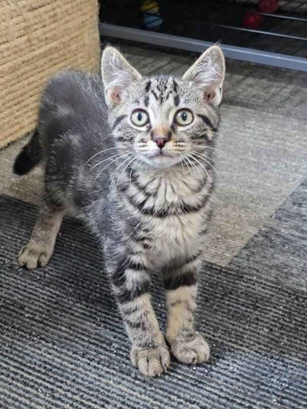 Photo of Gazpacho #image