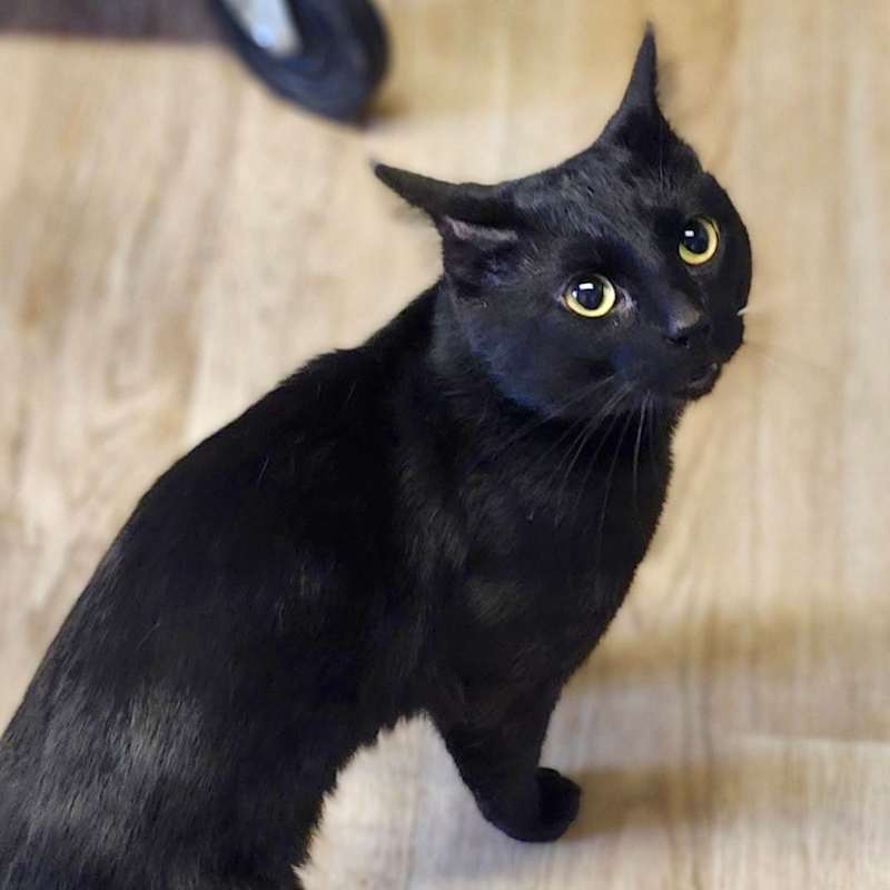 Photo of Panther  #image