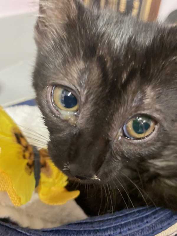 Photo of Dixie #image