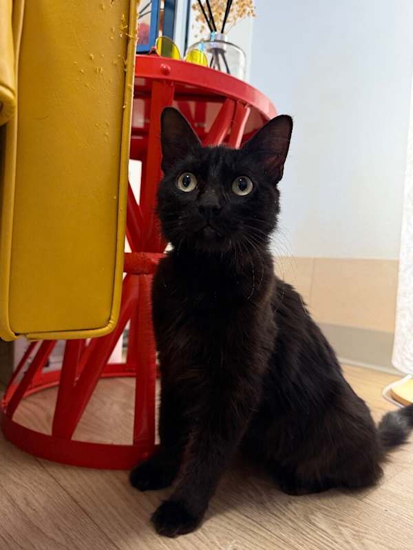 Photo of Stella Chelon #image