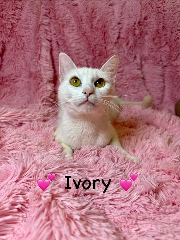 Photo of Ivory #image