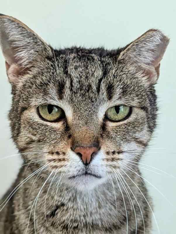 Photo of Evangeline #image