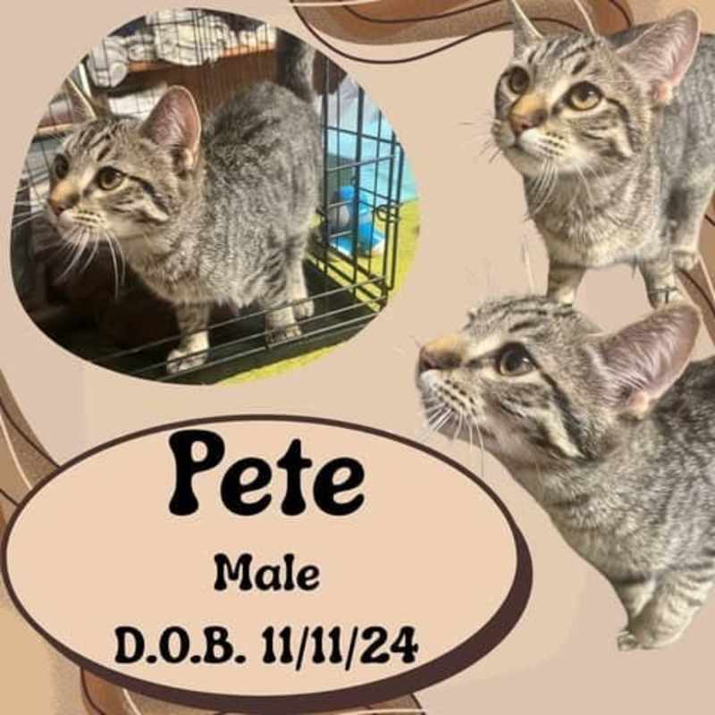 Photo of Pete #image
