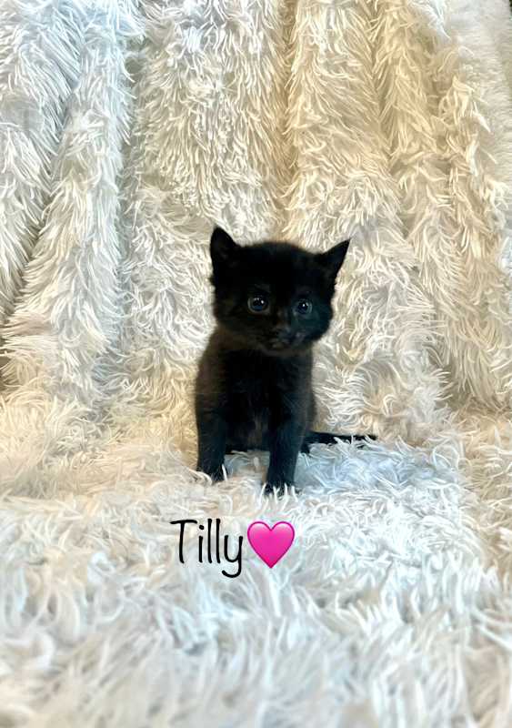 Photo of Tilly #image