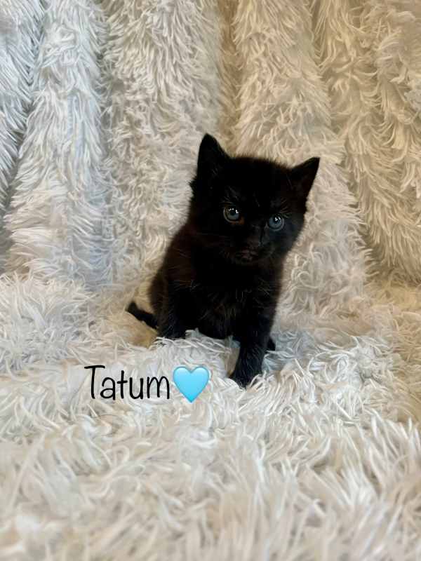 Photo of Tatum #image