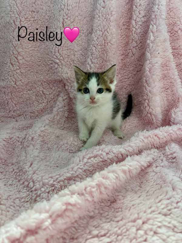 Photo of Paisley #image