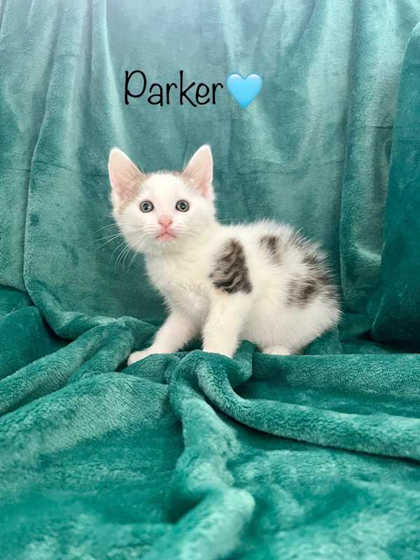 Photo of Parker #image