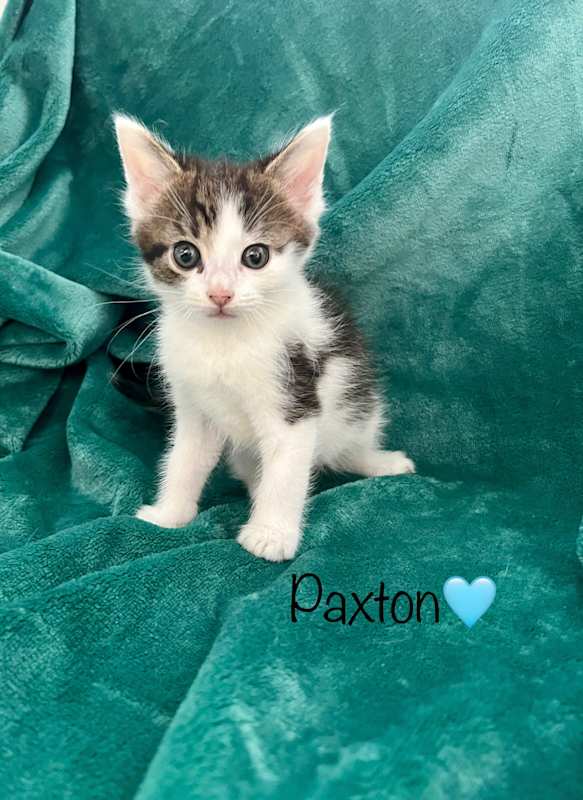 Photo of Paxton #image