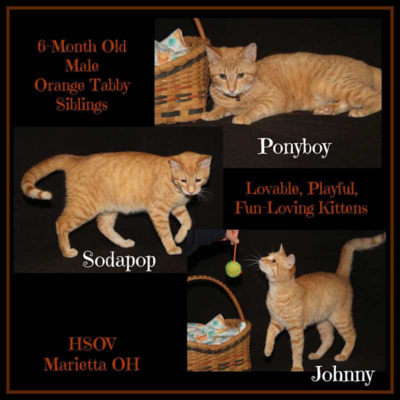Photo of Johnny, Ponyboy & Sodapop #image