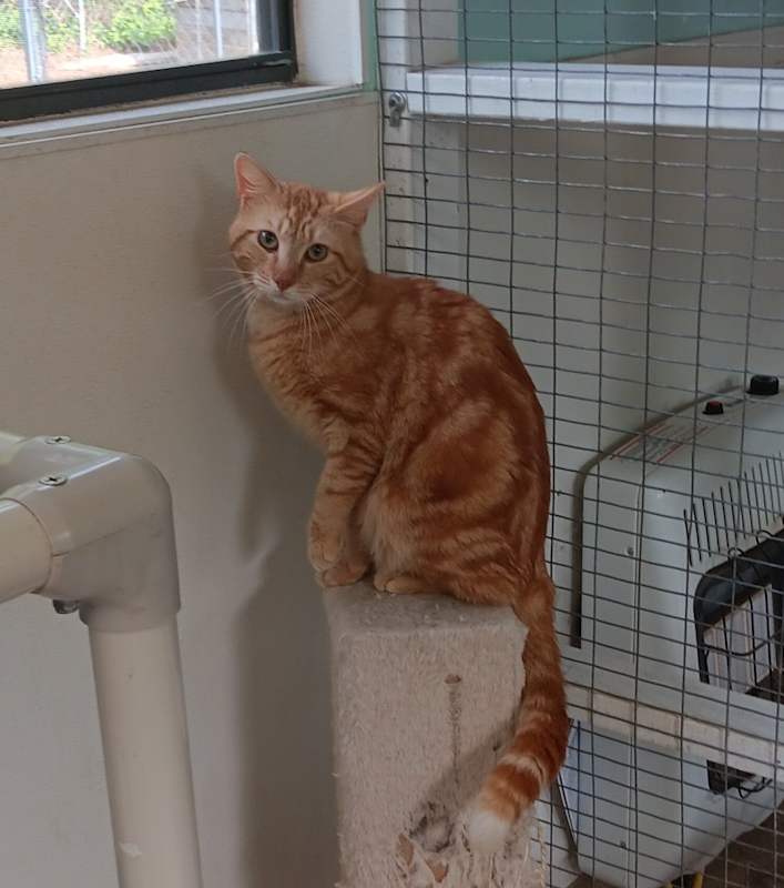 Photo of Garfield #image