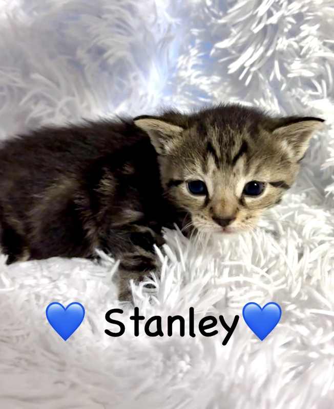 Photo of Stanley #image