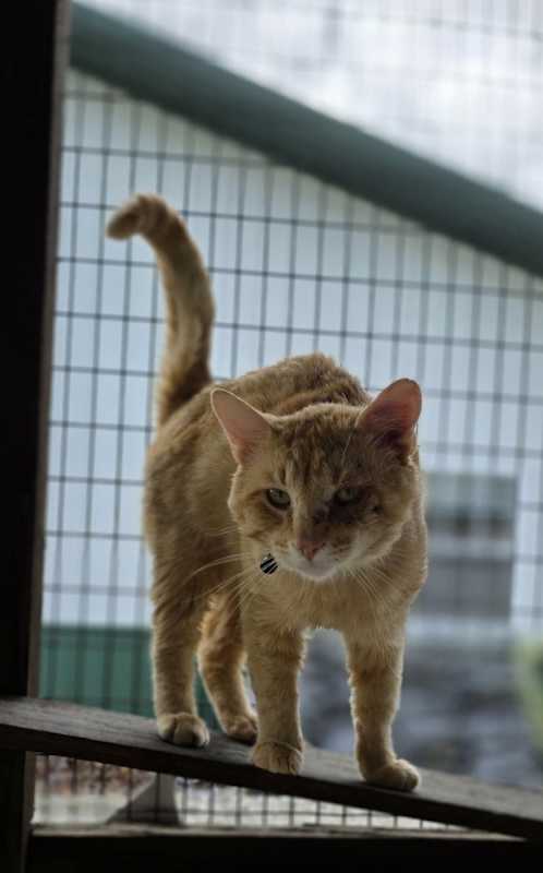 Photo of Rodney Cat #image