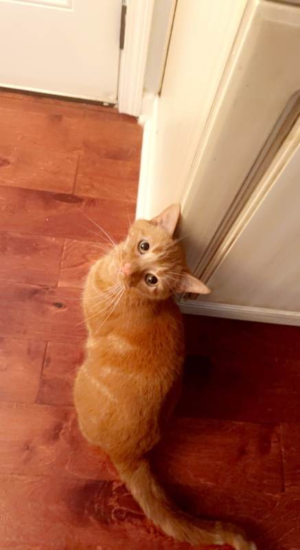 Photo of Fluff #image