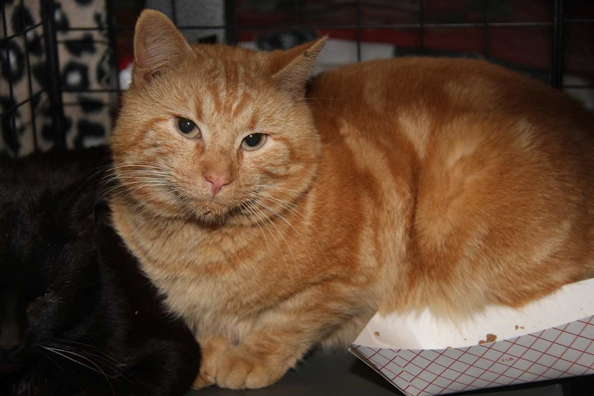 Photo of Mango Tango (Neutered) #image