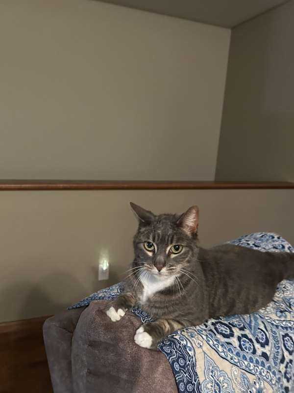 Photo of Zelda #image