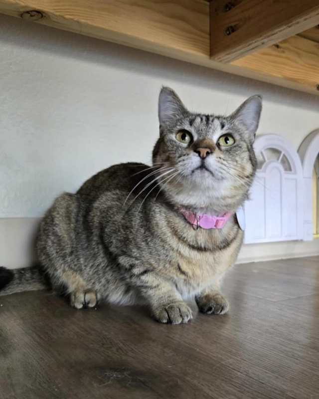 Photo of Tigerstar #image