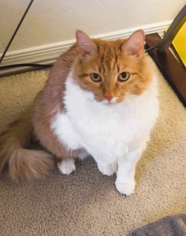 Photo of GRETA #image