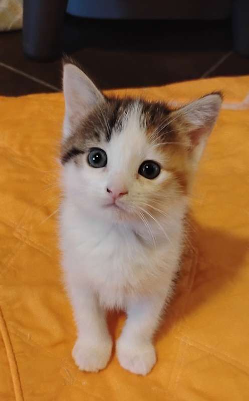 Photo of Snickers #image