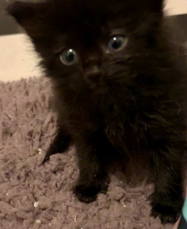 Photo of Sirius #image