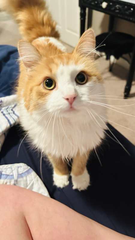 Photo of Percy #image