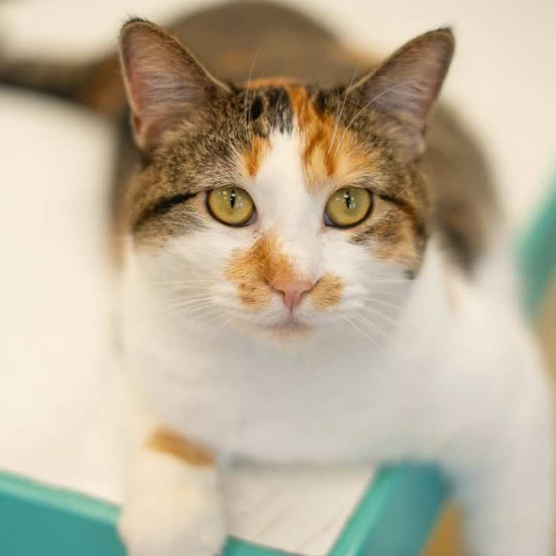 Photo of Cally #image